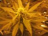 mkflower6week 015.jpg