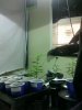 GROW.jpg