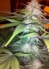 grape6-24one.jpg
