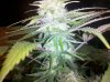 grape6-24two.jpg