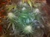 grape6-24four.jpg