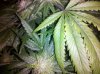 grape6-24six.jpg