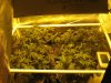 Day 43 from seed,  Day 1 Flower (1).jpg