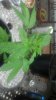 2012-06-26_11-55-50_538.jpg 2012-06-26_11-55-50_538.jpg