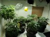 veg6.42.jpg