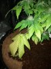 IMG_20120625_233425.jpg