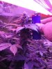 Day 36 gdp cola.jpg