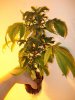 1Full_plant.jpg 1Full_plant.jpg