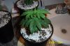 Original 6-25.jpg