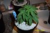Tara No Roots 6-25.jpg