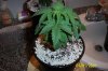 Tara Roots 6-25.jpg