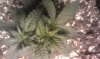 IMAG0343.jpg