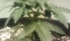IMAG0345.jpg