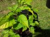 2012-06-18 11.05.18.jpg