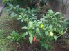 2012-06-24 12.48.07.jpg