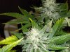 MG deficiency see leave's!.jpg