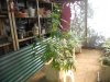 deadheadog(w6).jpg