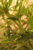 18daysfloweringjustaftertwoweeks013.jpg