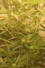 18daysfloweringjustaftertwoweeks025.jpg