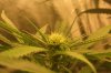18daysfloweringjustaftertwoweeks029.jpg