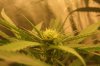18daysfloweringjustaftertwoweeks030.jpg