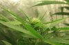 18daysfloweringjustaftertwoweeks041.jpg