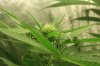 18daysfloweringjustaftertwoweeks045.jpg