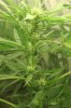 18daysfloweringjustaftertwoweeks145.jpg