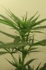 18daysfloweringjustaftertwoweeks167.jpg