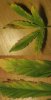 plant 2.jpg