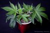 cannabis-spacedawg1-v15-3167.jpg