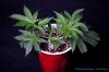 cannabis-spacedawg5-v15-3175.jpg