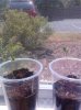 seedlings.jpg