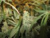 day 53 flower 010.jpg