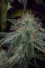 flav#Candy6.jpg