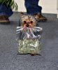 dog-with-weed-bag.jpg