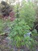 plant whole.jpg plant whole.jpg