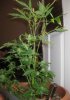 Plant 1 (Hermie).jpg