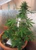 Plant 2.jpg
