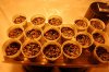 grow room 015.jpg