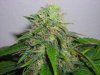 Trichs 004.jpg