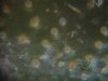 Trichs 008.jpg