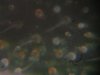 Trichs 012.jpg