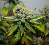 Plant1_Day56_Flower_1.jpg