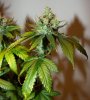 Plant1_Day56_Flower_2.jpg