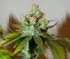 Plant1_Day56_Flower_3.jpg