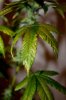 Plant1_Day56_Leaf_1.jpg Plant1_Day56_Leaf_1.jpg