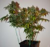 Plant1_Day56_Plant_1.jpg