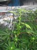 G2-28 daysK.jpg G2-28 daysK.jpg