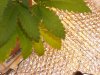 DSCN0340.jpg